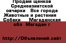 Продам щенков Среднеазиатской овчарки - Все города Животные и растения » Собаки   . Магаданская обл.,Магадан г.